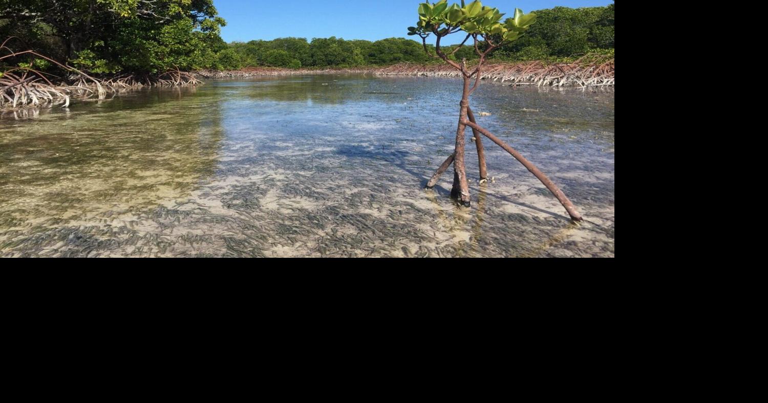 Louisiana Illuminator: Mangrove forests rebound worldwide, maybe just in time for Louisiana’s coast