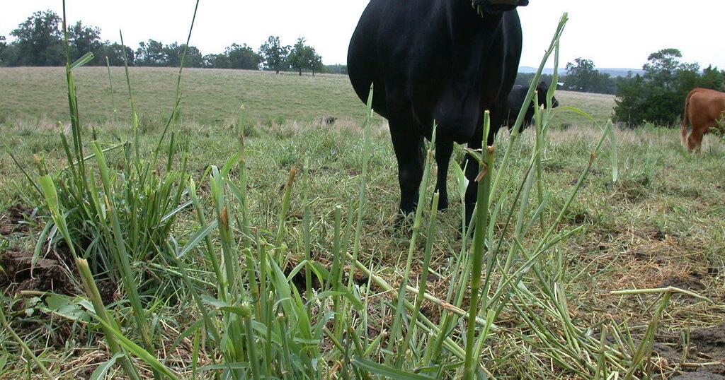 How Much Johnsongrass Does It Take To Kill A Cow