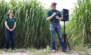 For Louisiana sugarcane producers, huge harvest tempered by arrival of invasive insect