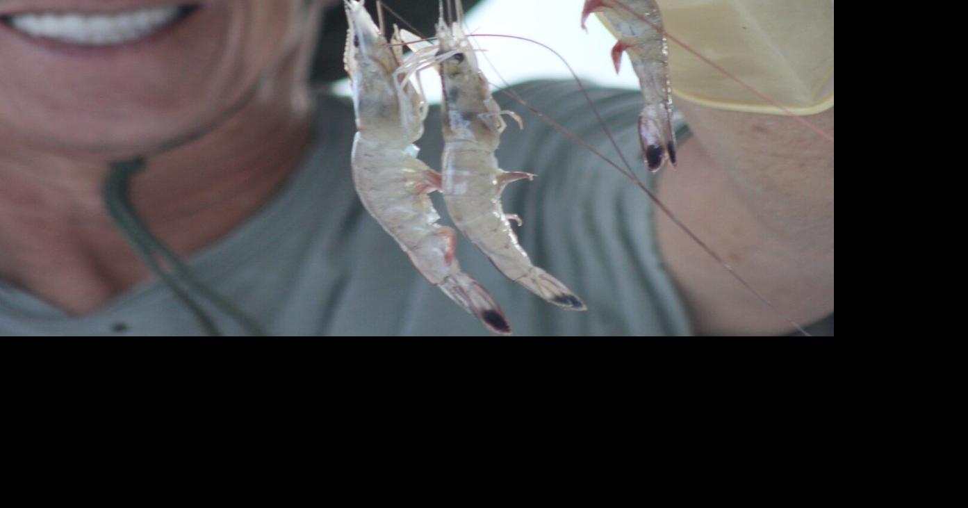 Louisiana Illuminator: Hundreds of Louisiana restaurants cited, fined for not disclosing imported seafood