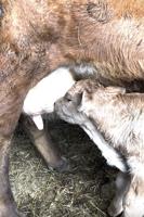 Cold comfort: Ensuring a newborn calf’s survival during a sleet storm