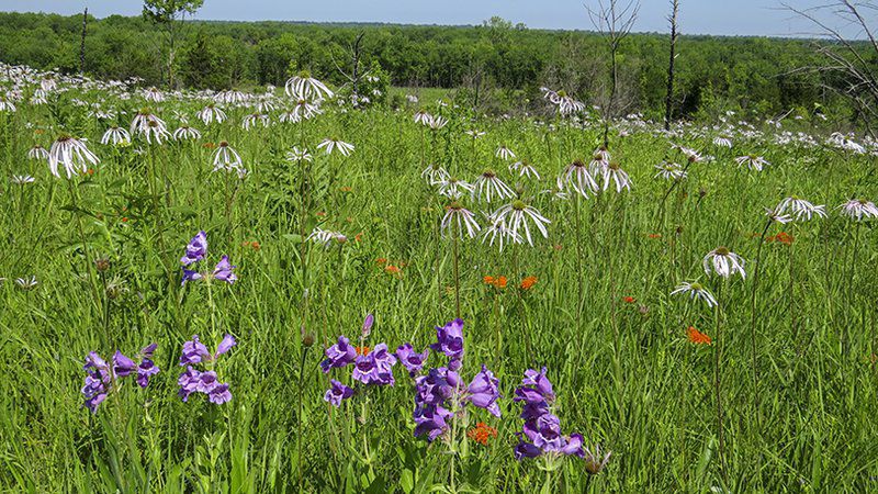 Southwest Arkansas Prairie Offers Spectacular Wildflowers 