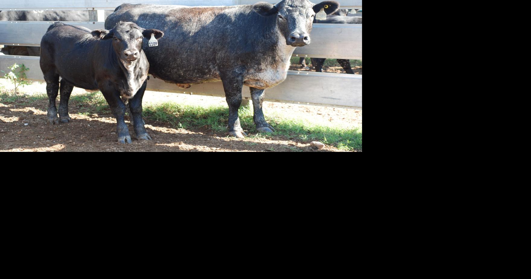 Long-term cattle performance focus of research review, call for collaboration