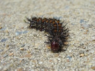 Caterpillar lafayette