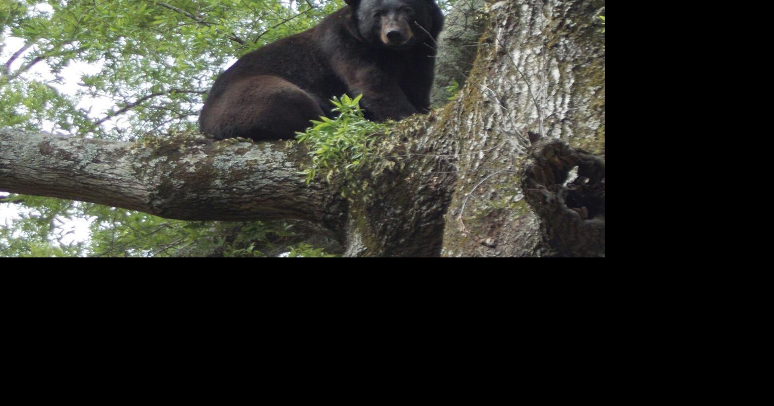 Louisiana Illuminator: Bear hunting licenses could soon be available to non-resident landowners