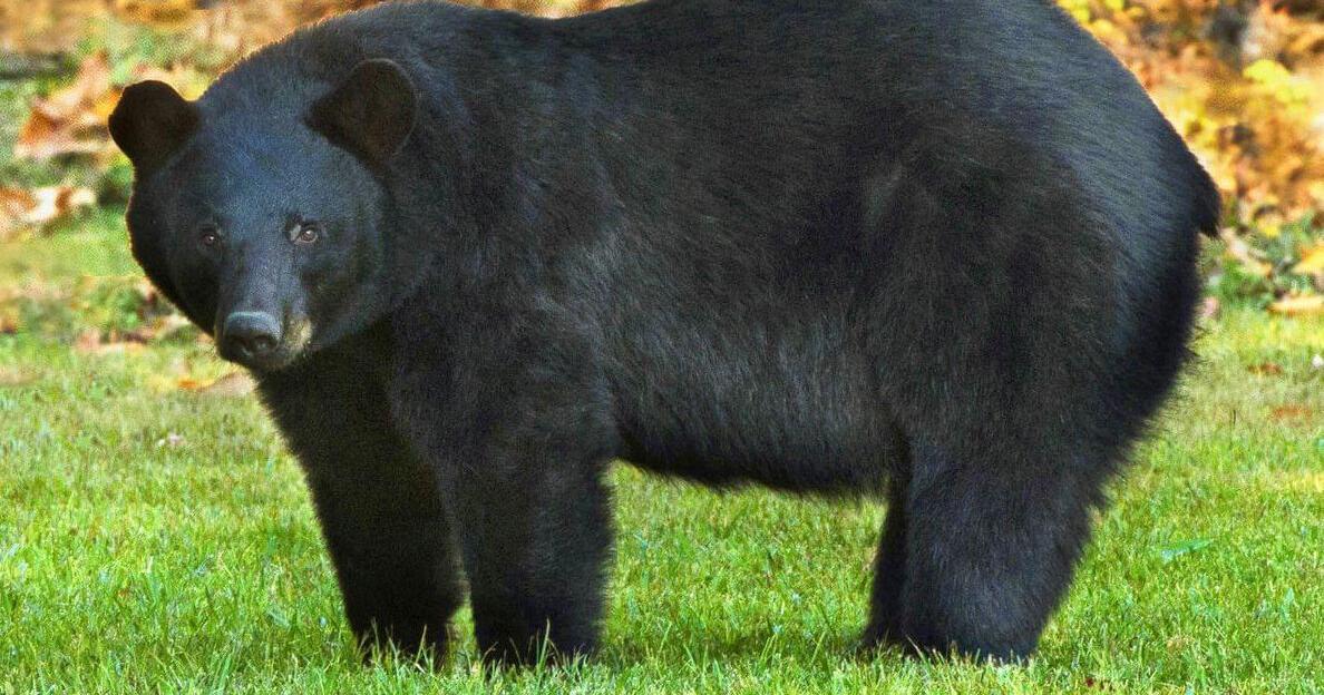 Second Louisiana black bear hunting season concludes with 16 taken