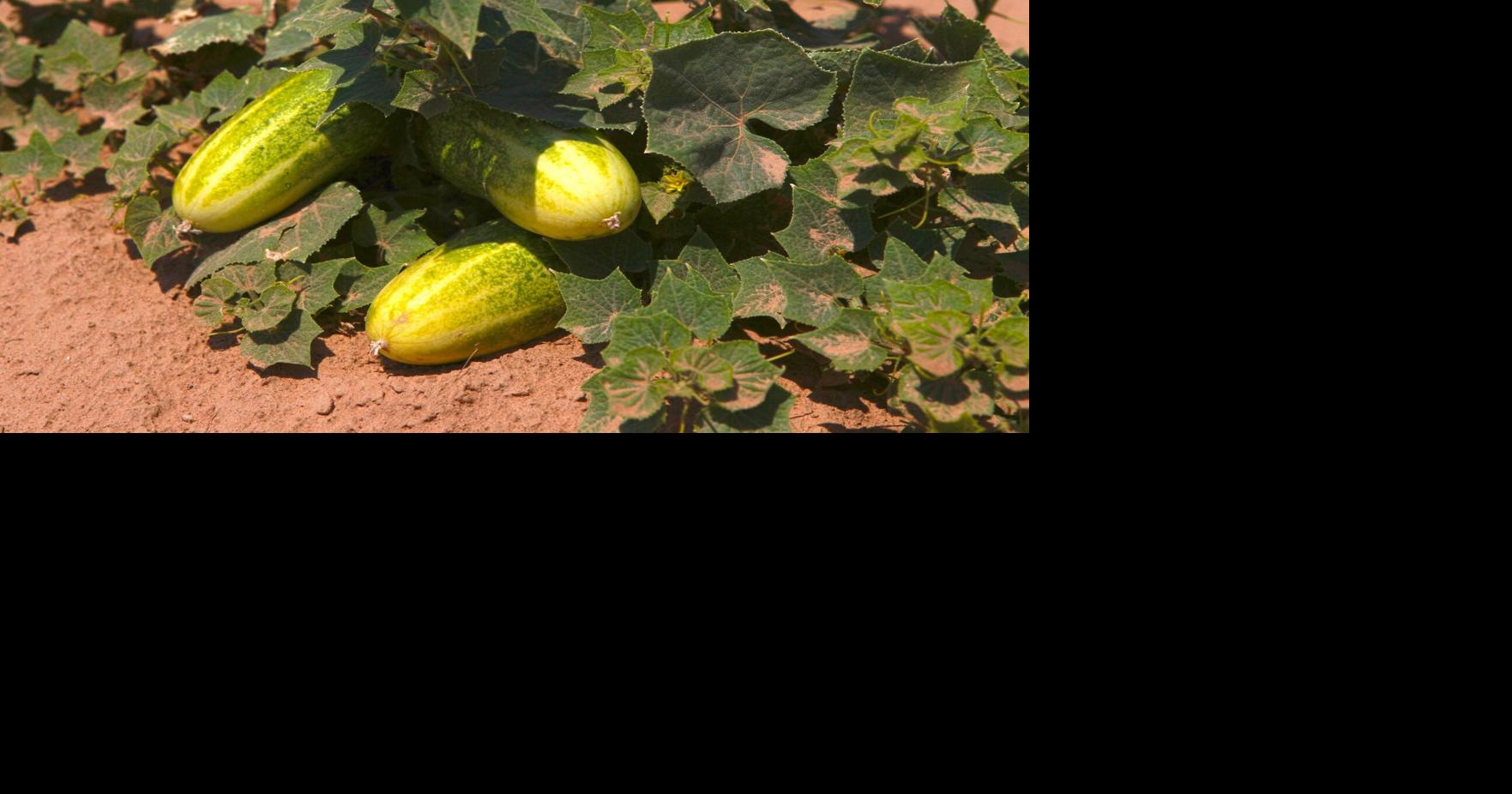 Produce safety training for fruit and vegetable growers focuses on prevention, best practices