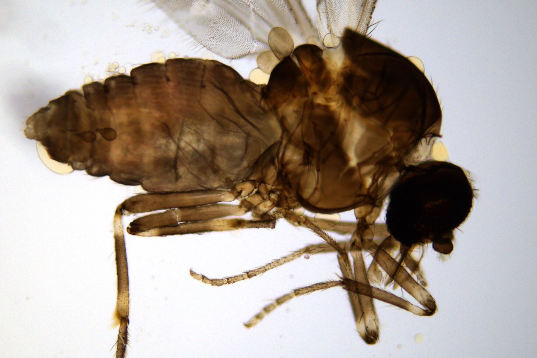 Research shows tiny midge has huge appetite, impact on some livestock ...