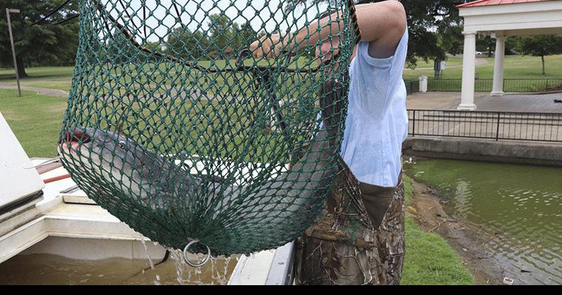 Gift will lead to stocking of some Arkansas ponds with super-sized catfish, Outdoors
