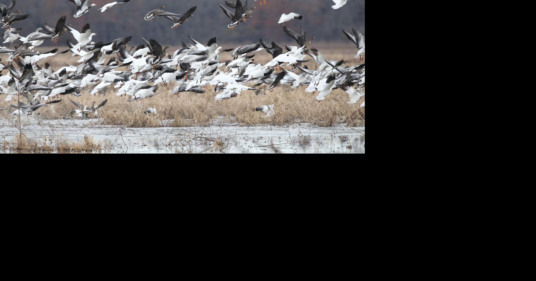 January duck numbers likely low | Outdoors | magnoliareporter.com