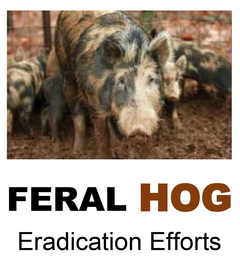 Arkansas wants to use pesticides containing warfarin against feral hogs ...