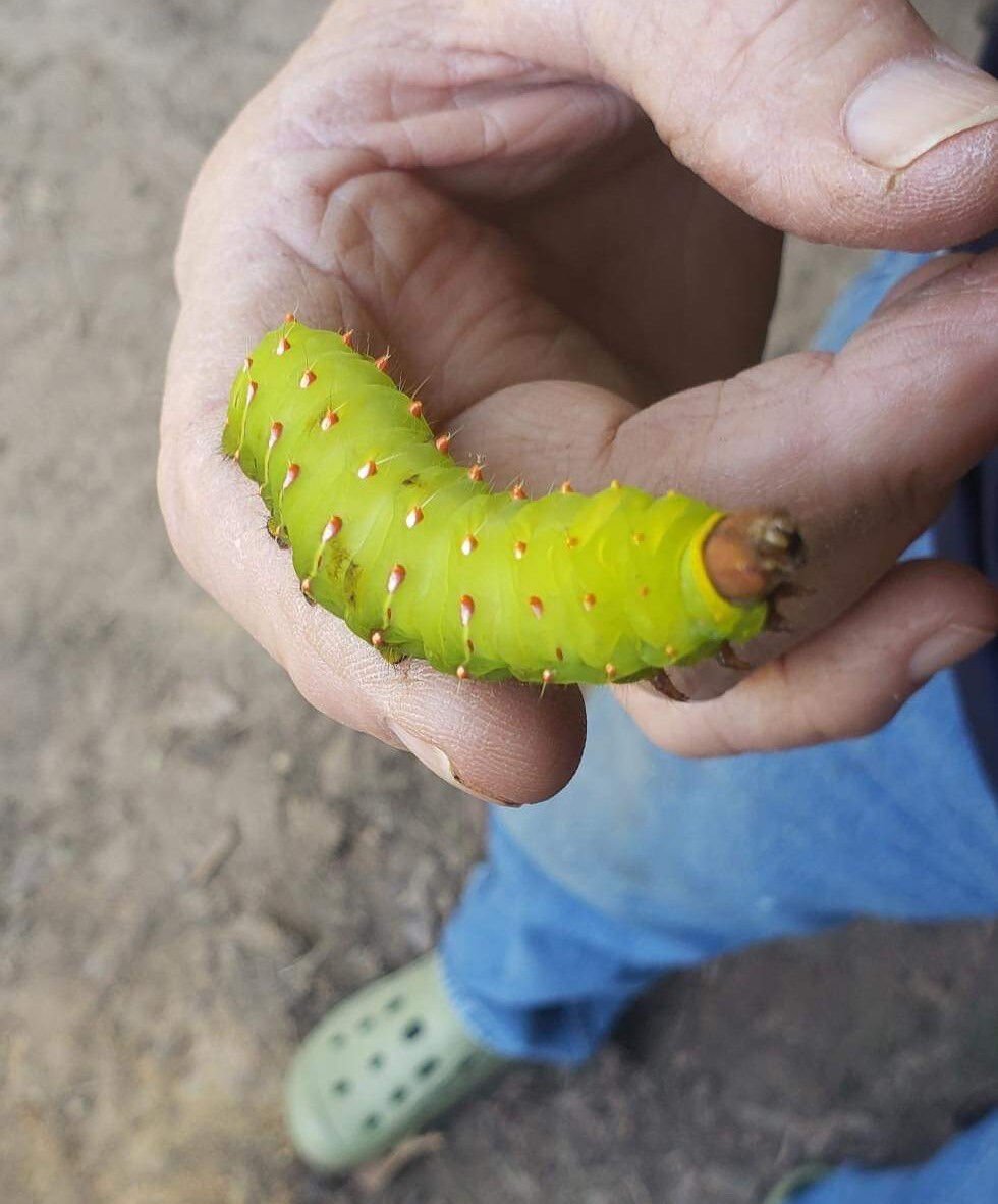 This Is Feeding Frenzy Time For Caterpillars Education Magnoliareporter Com