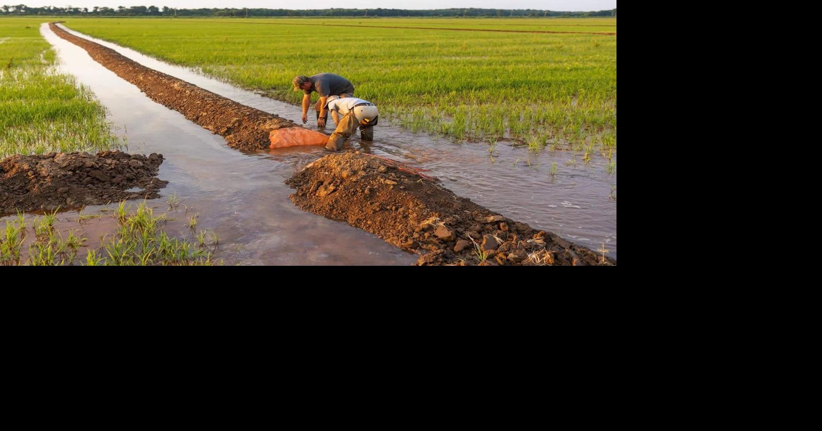 Arkansas rice producers wanted for waterfowl habitat, hunting program