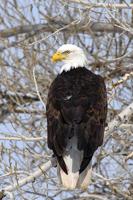Rumored shooting of bald eagle at Lake Columbia receives attention