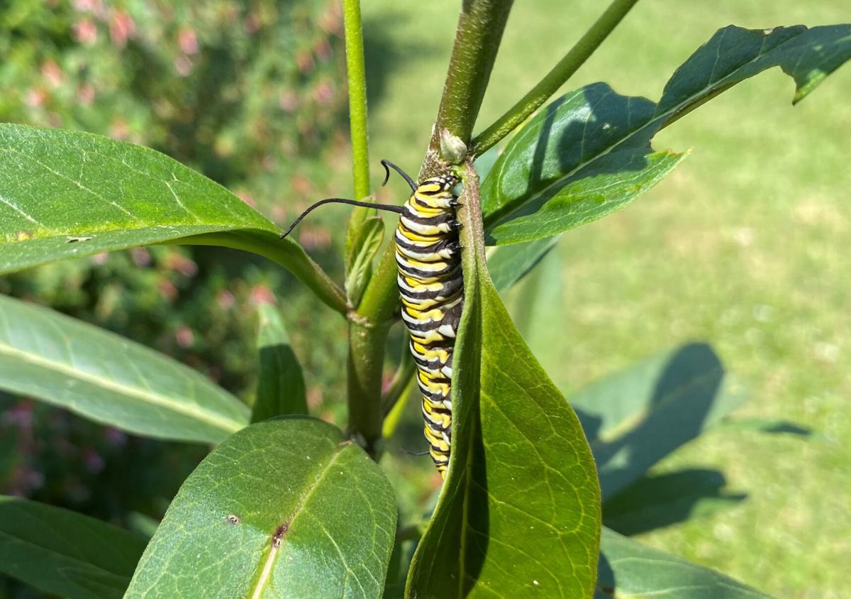 This Is Feeding Frenzy Time For Caterpillars Education Magnoliareporter Com