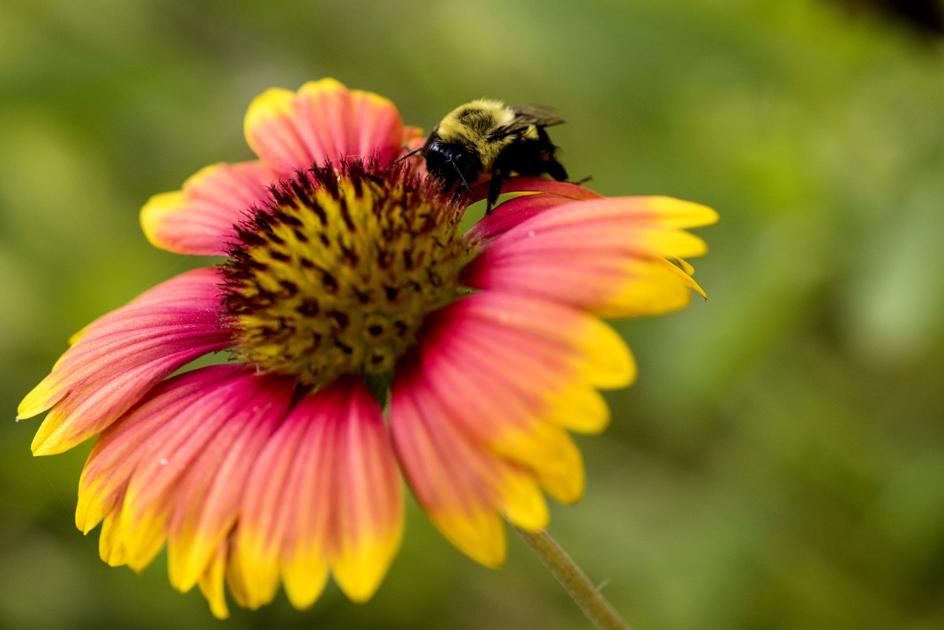 Bees under threat across Arkansas due to several circumstances ...
