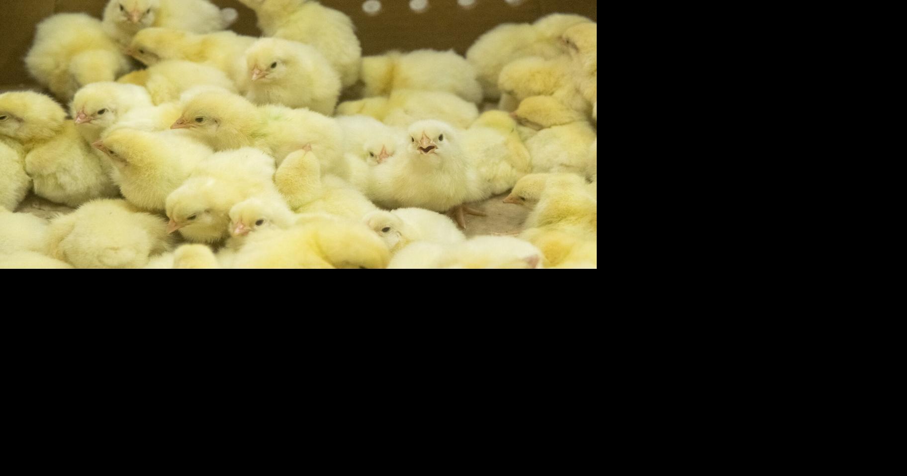 Modern hatchery innovations take center stage at animal wellbeing symposium