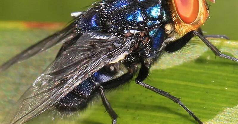 New World Screwworm detected in south Texas; Arkansas ranchers advised to watch herds closely