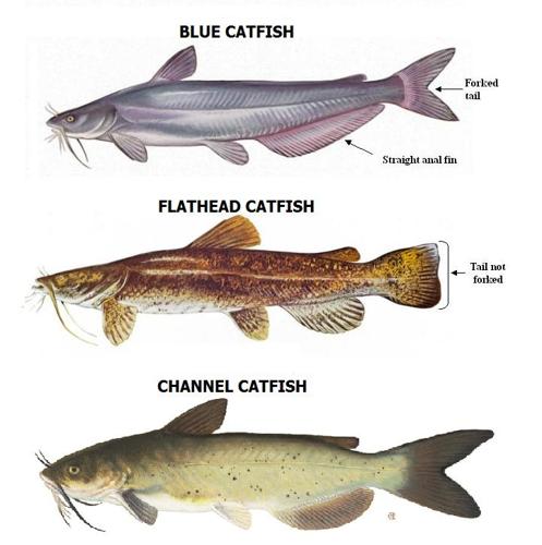 State stocks Dorcheat Bayou with blue catfish