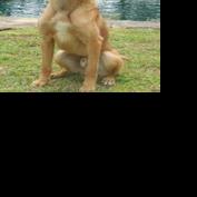 Hempstead County K-9 officer Pakal passes away - Vimarsana News