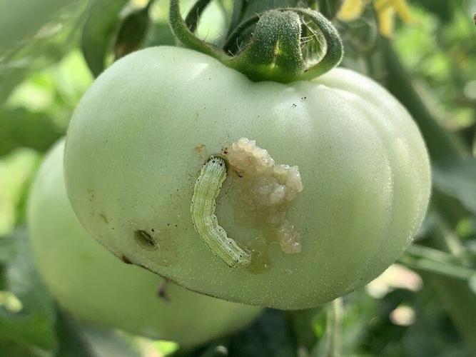 The worms go in, the worms go out -- protect tomatoes with diamide insecticides | Education | magnoliareporter.com