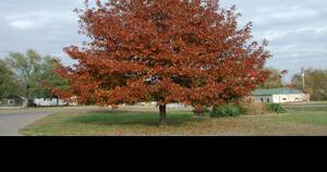 Tree seedling giveaway Friday at Fairgrounds - Vimarsana News