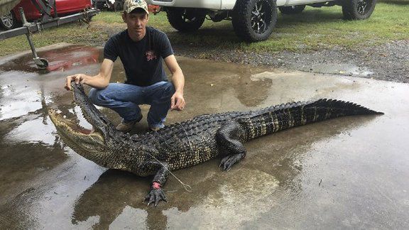 Arkansas Alligator Hunting Application Period Opens Today | Sports ...