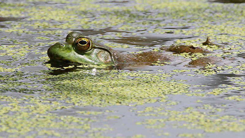 I Can Hear The Bullfrog Callin Me Outdoors Magnoliareporter Com