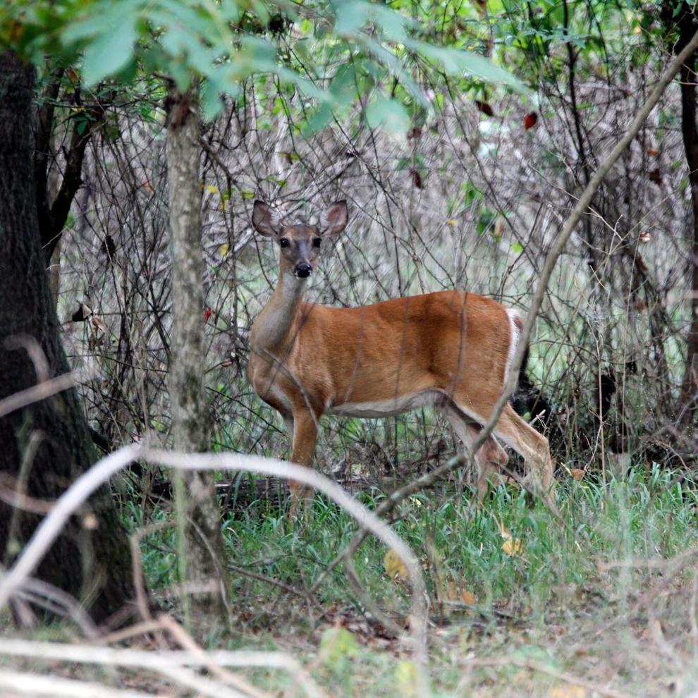 AGFC urges public to report suspected screwworm or parasite cases rather than attempting DIY treatments on wild deer