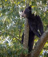 Young bears roaming Arkansas woods