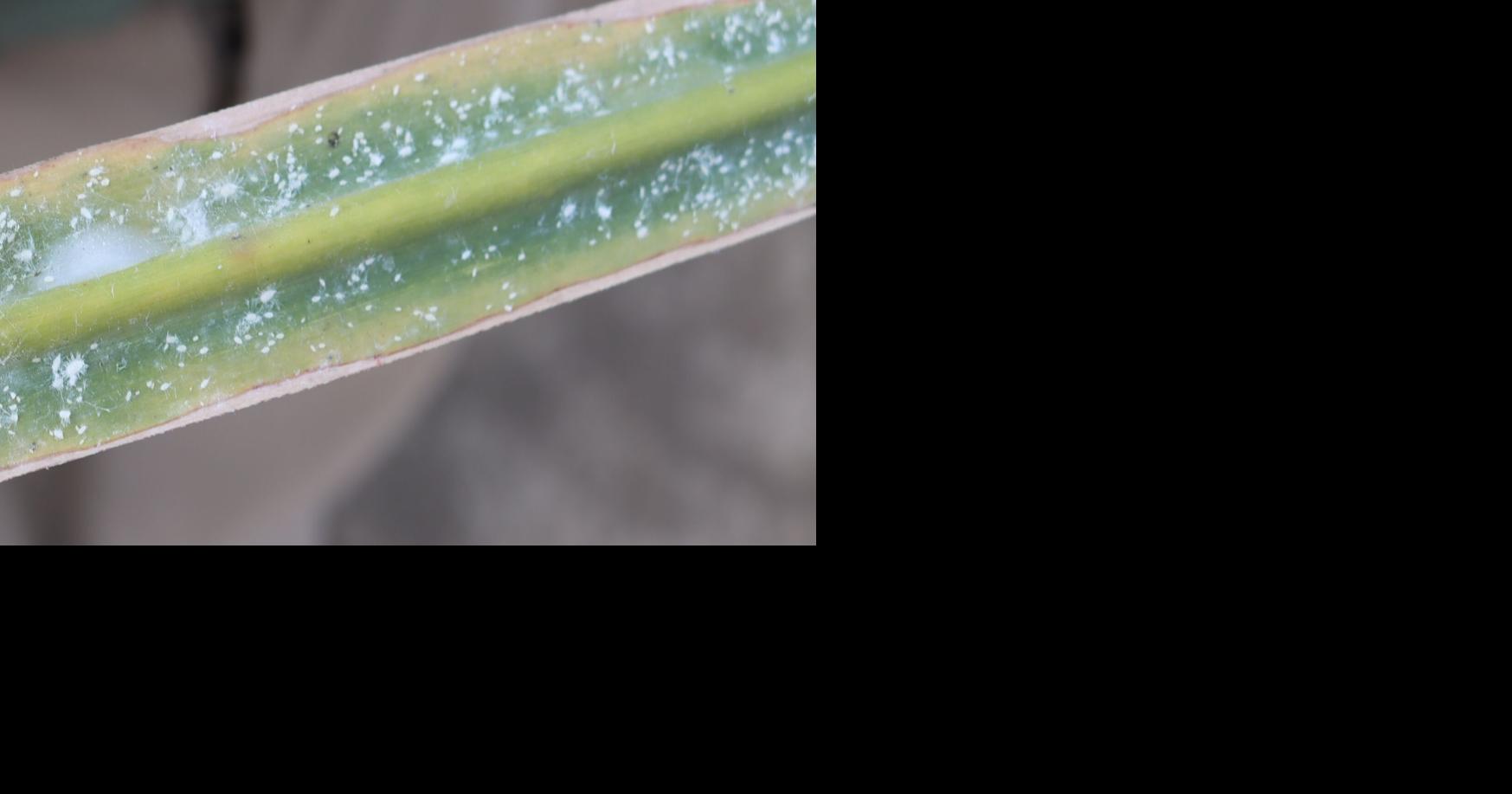 Pasture mealybug new pest for Louisiana sugarcane