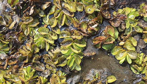 Ag&fc Working With Rda To Battle Lake Columbia's Giant Salvinia 