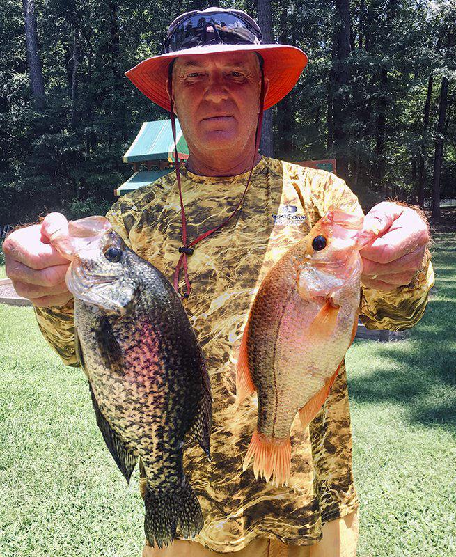 David Sisson catches a rare golden crappie on Lake Columbia Outdoors