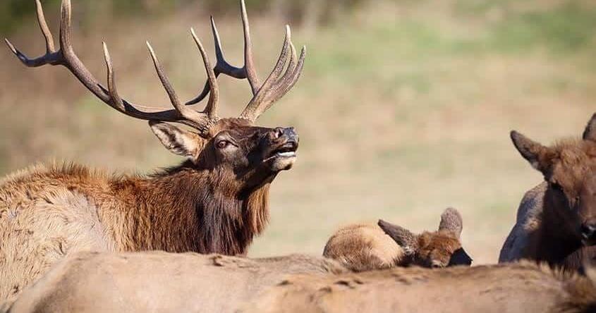 Apply for a 2026 Arkansas elk hunting permit