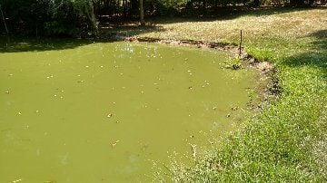 What Causes a Pond to Turn Over  