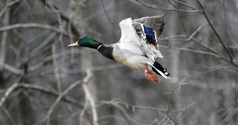 Banded ducks provide biologists with important information | Outdoors ...