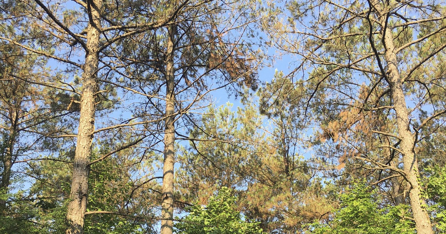 Presence of blight pathogen confirmed in Arkansas pine trees - Vimarsana News