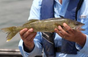 Part of Ouachita River offers walleye fishing | Individual and Team
