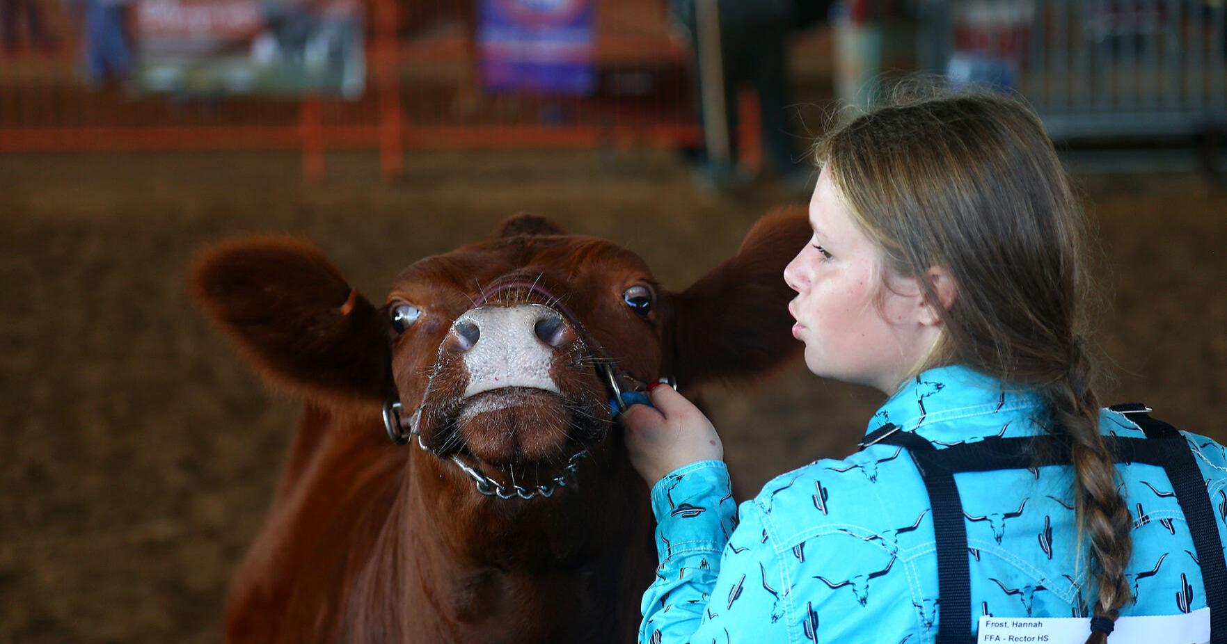 Extension Livestock Clinic offers hands-on skills for youth new to show ring - Vimarsana News