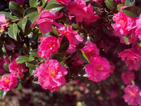 The Plant Doctor: Control tea scale on camellias with spray