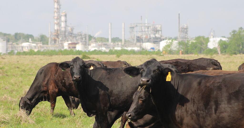 Arkansas Advocate: Arkansas implementing animal entry requirements to prevent screwworm spread