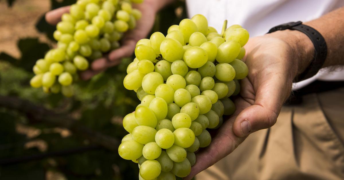 Compassion Grape University of Arkansas introduces