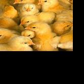 Arkansas Advocate : Arkansas agriculture secretary declines request to provide financial assistance to poultry farmers - Vimarsana News