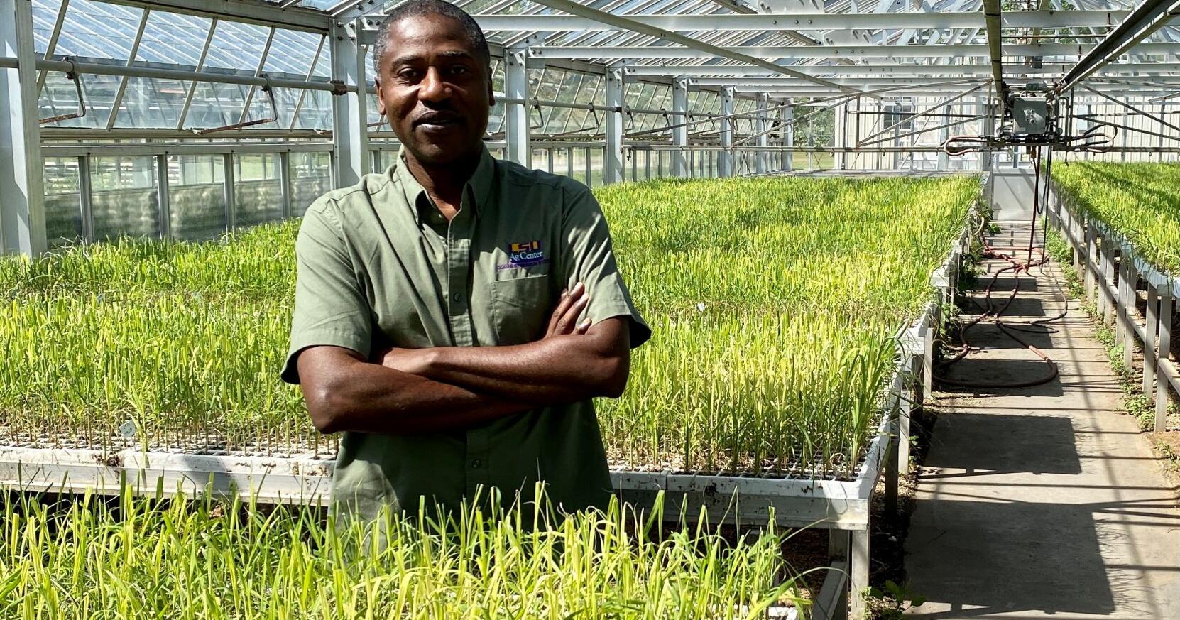 Better berries, cold-tolerant sugarcane, precision breeding is making it possible - Vimarsana News