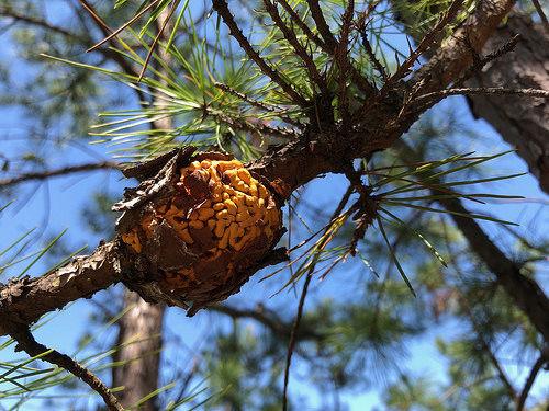 Orange Dust Among The Pines Means Trouble Education Magnoliareporter Com