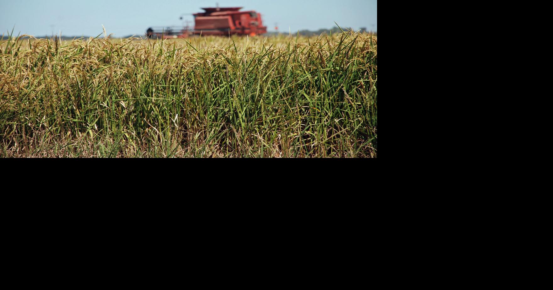 Arkansas rice production will be higher in 2020 | Regional News ...