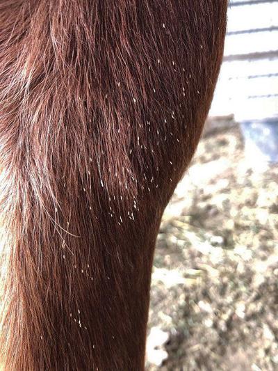 Now is the time to treat horses for bot fly control | Regional News ...