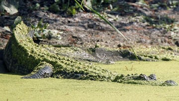 Got gators? AGFC pilot program pairs landowners with alligator hunters