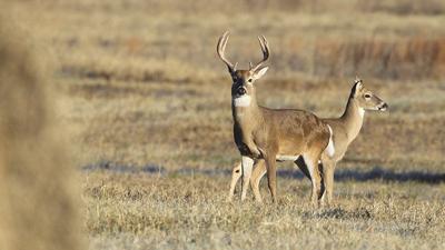 holiday deer hunt starts on wednesday outdoors