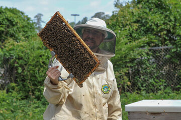 Beekeepers Benefit From The Hive Mind In Community Apiaries : The